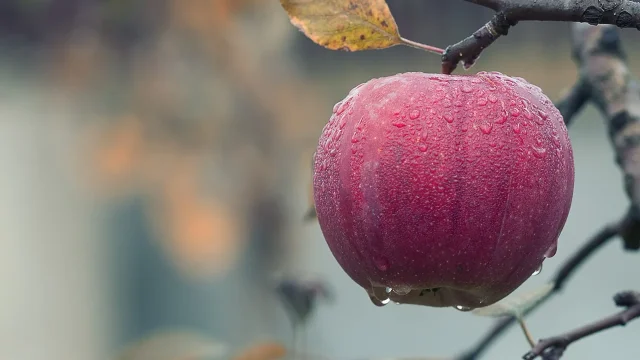 découvrez les annonces apple, une plateforme innovante qui vous permet de promouvoir vos produits et services de manière ciblée et efficace. boostez votre visibilité avec des solutions publicitaires adaptées à vos besoins et atteignez votre audience idéale.