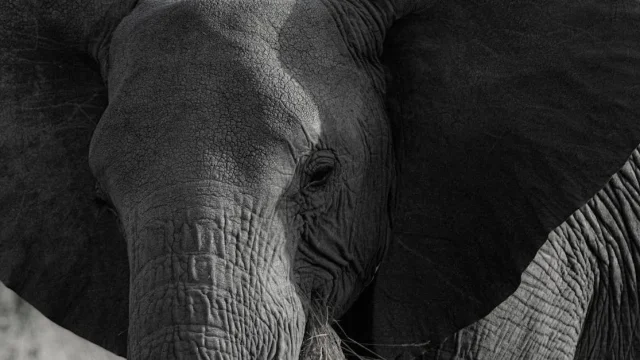 découvrez le monde fascinant des trunks, ces éléments essentiels dans le domaine du transport et du stockage. apprenez tout sur leurs variétés, leurs utilisations pratiques et comment choisir le meilleur trunk pour vos besoins.