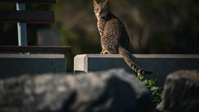 découvrez google lens, l'outil innovant de google qui vous permet d'identifier des objets, traduire du texte, et explorer le monde en un clin d'œil grâce à la reconnaissance visuelle intelligente.