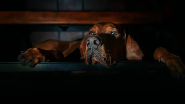 découvrez tout sur les bloodhounds, ces chiens de chasse réputés pour leur incroyable sens de l'odorat et leur fidélité exceptionnelle.