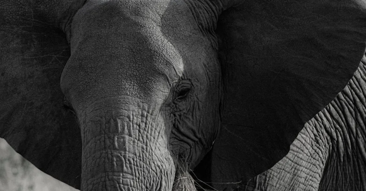 découvrez le monde fascinant des trunks, ces éléments essentiels dans le domaine du transport et du stockage. apprenez tout sur leurs variétés, leurs utilisations pratiques et comment choisir le meilleur trunk pour vos besoins.