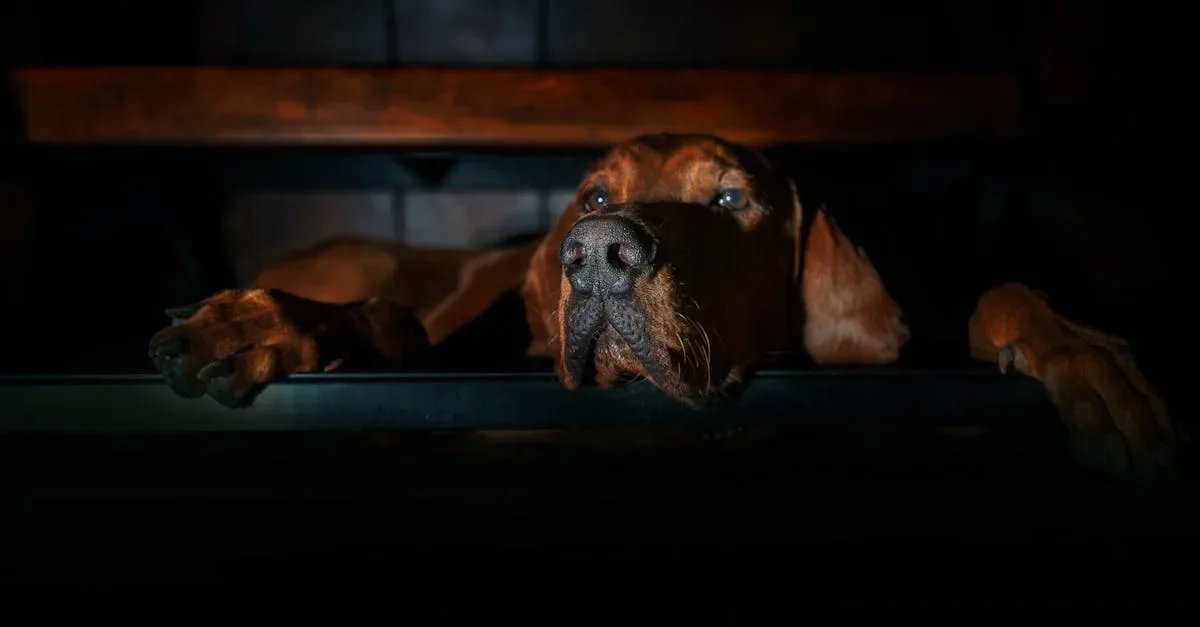 découvrez tout sur les bloodhounds, ces chiens de chasse réputés pour leur incroyable sens de l'odorat et leur fidélité exceptionnelle.