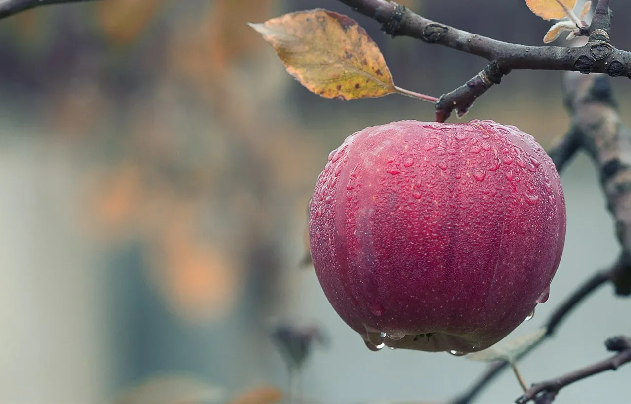 découvrez les annonces apple, une plateforme innovante qui vous permet de promouvoir vos produits et services de manière ciblée et efficace. boostez votre visibilité avec des solutions publicitaires adaptées à vos besoins et atteignez votre audience idéale.