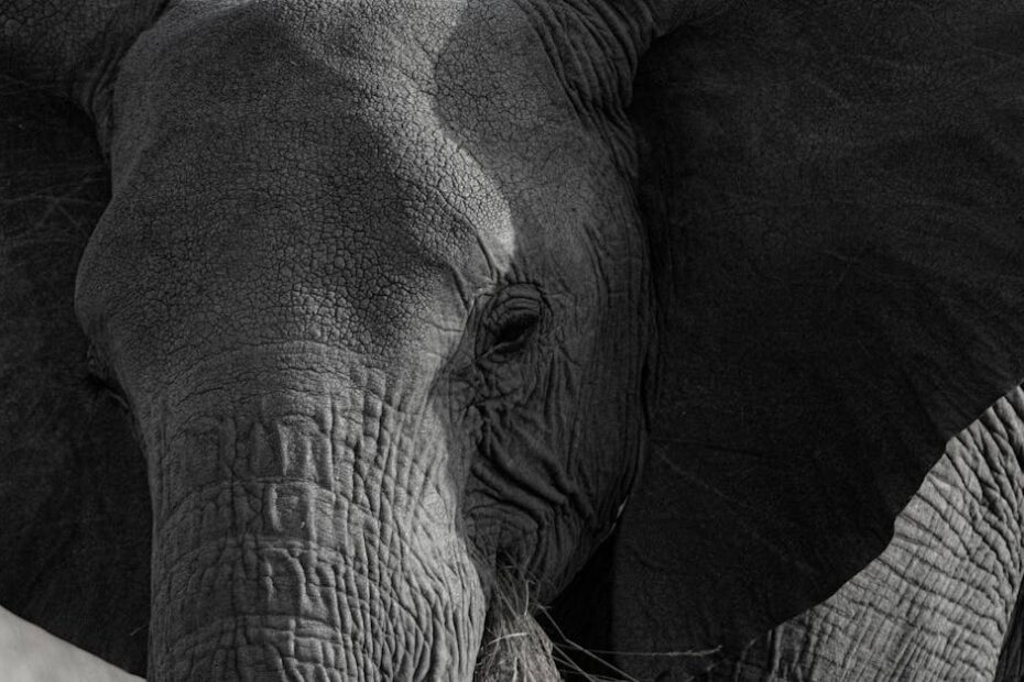 découvrez le monde fascinant des trunks, ces éléments essentiels dans le domaine du transport et du stockage. apprenez tout sur leurs variétés, leurs utilisations pratiques et comment choisir le meilleur trunk pour vos besoins.