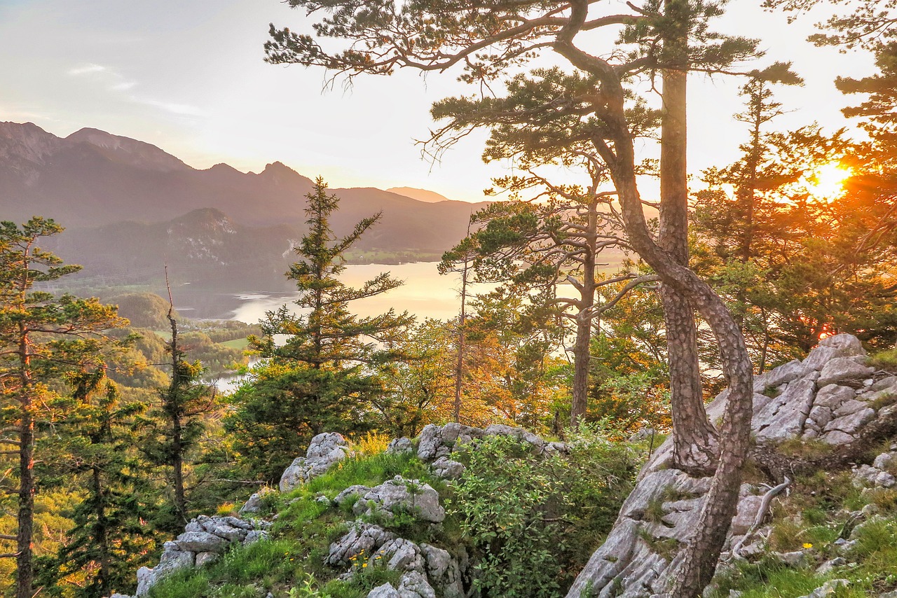 découvrez l'univers des tree views, des structures de données essentielles pour organiser et visualiser vos informations de manière intuitive. apprenez à les intégrer efficacement dans vos projets pour améliorer l'expérience utilisateur.