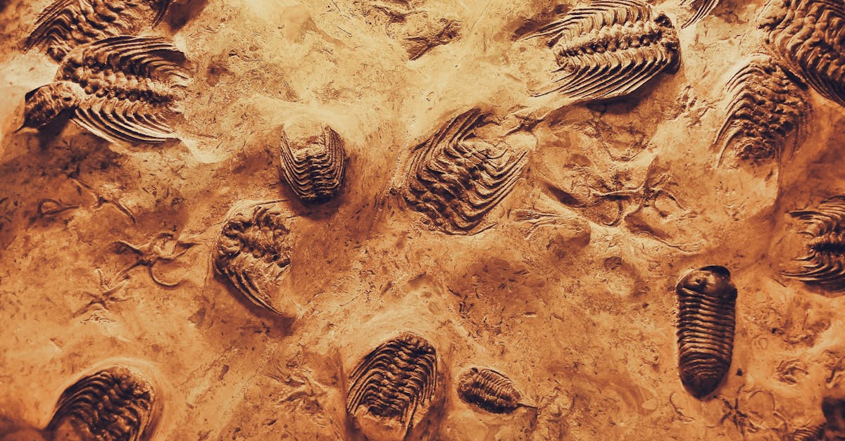 découvrez le fascinant voyage de l'évolution, un processus scientifique qui explique comment les espèces se transforment et s'adaptent à leur environnement au fil du temps. explorez les mécanismes de la sélection naturelle, les fossiles emblématiques et les récentes découvertes qui illuminent notre compréhension de la biodiversité.
